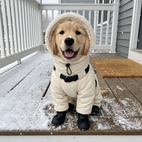 Golden retriever wearing the beige hooded winter dog jacket on a snowy porch; matching booties included
