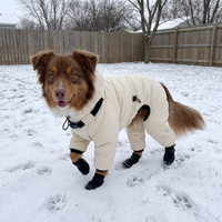 Dog wearing the beige winter dog jacket in a snowy yard, side view; matching booties included